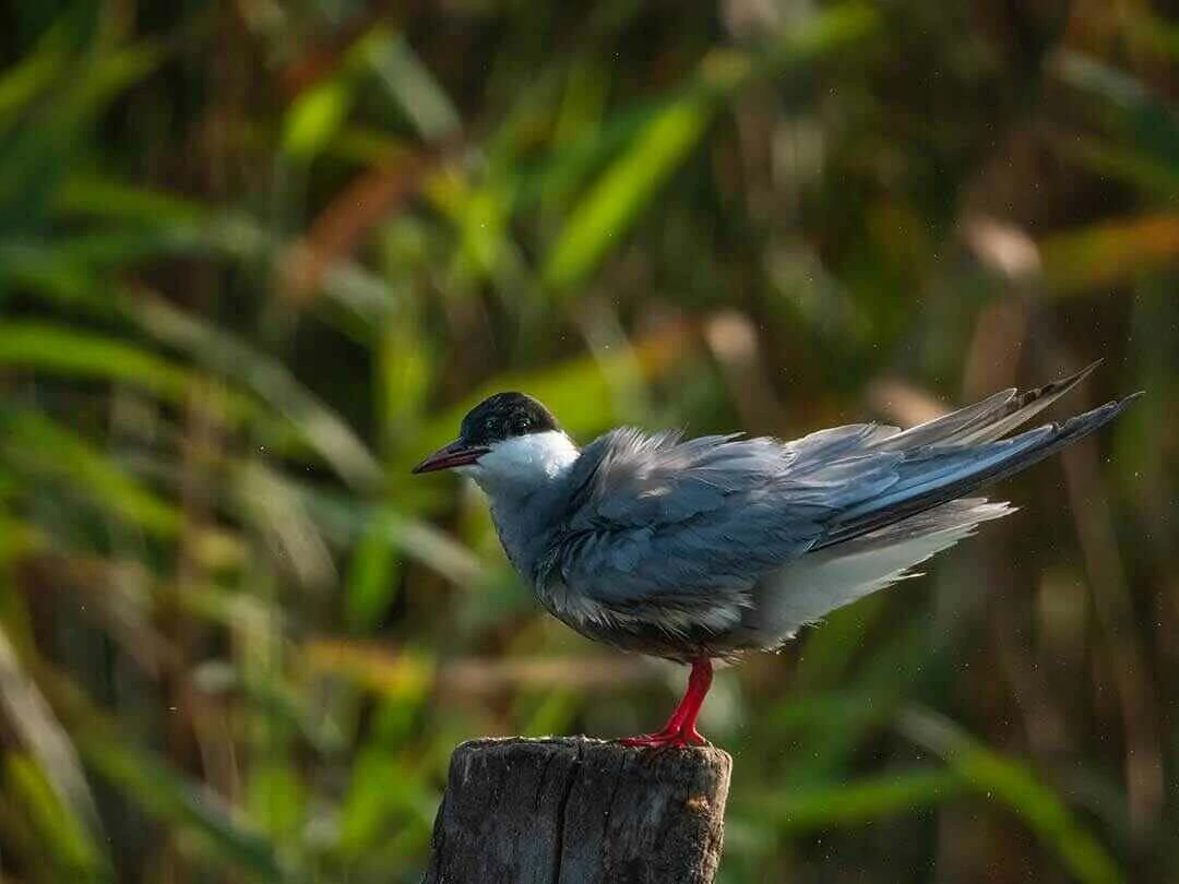 Whiskered Tern